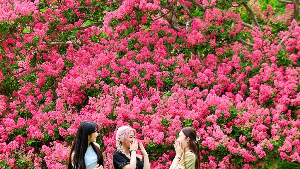 "진분홍 꽃이 쏟아져요"… 역사의 낭만이 있는 배롱나무 명소 1 배롱나무