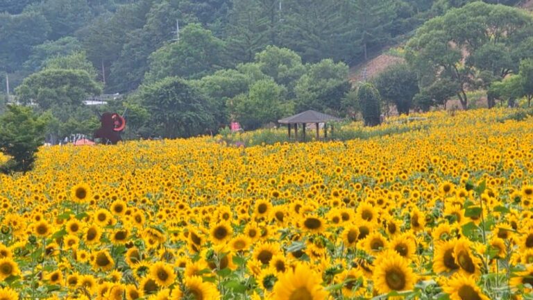 해바라기