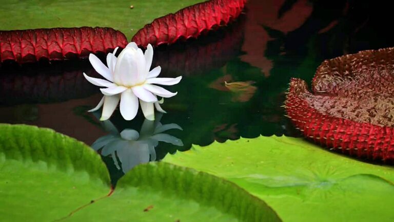 수련