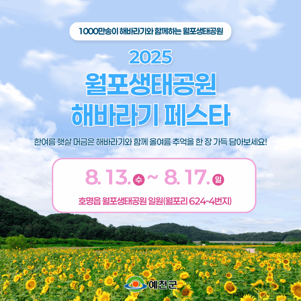 "8월이 아니면 못 본다"... 1000만 송이 해바라기 꽃 바다 펼쳐지는 국내 여행지 3 해바라기