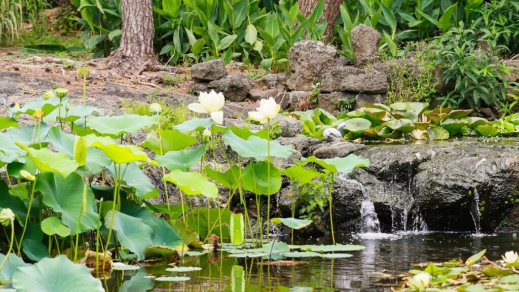 "효도 여행이면 꼭 가보세요"… 여름 제주 간다면 들려야 하는 연꽃 수목원 1 연꽃