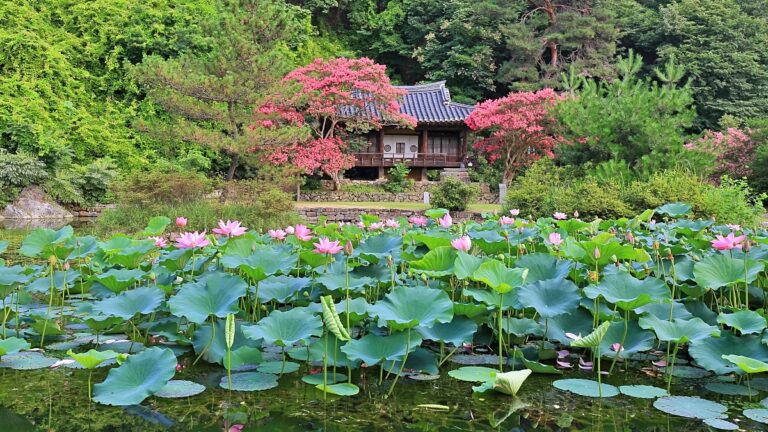 배롱나무