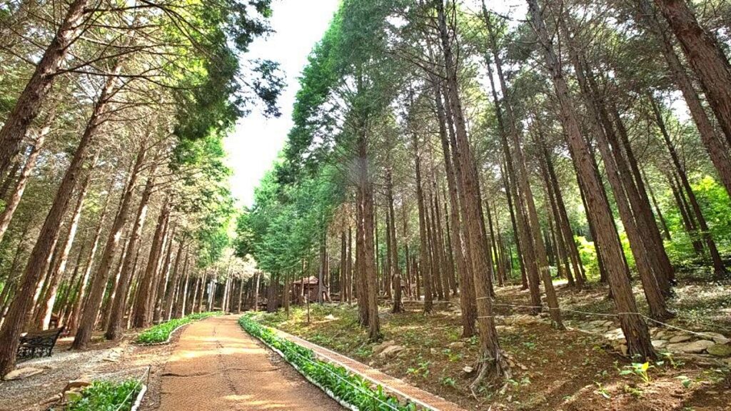 "걷기만 해도 치유되는 공간"… 전국 최대 규모의 편백 숲 산책 코스 2 산책