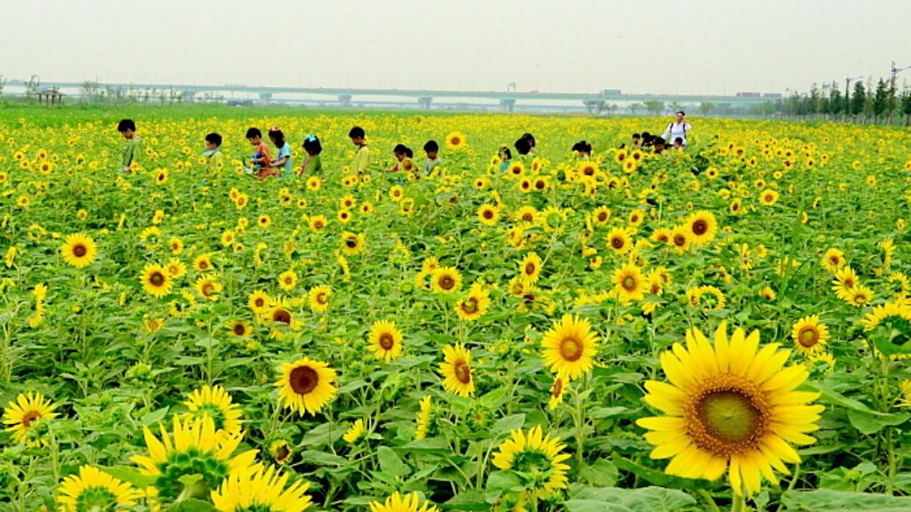 “부산에 이런 곳이 있었다니” … 꽃으로 물드는 사계절 풍경 1 부산
