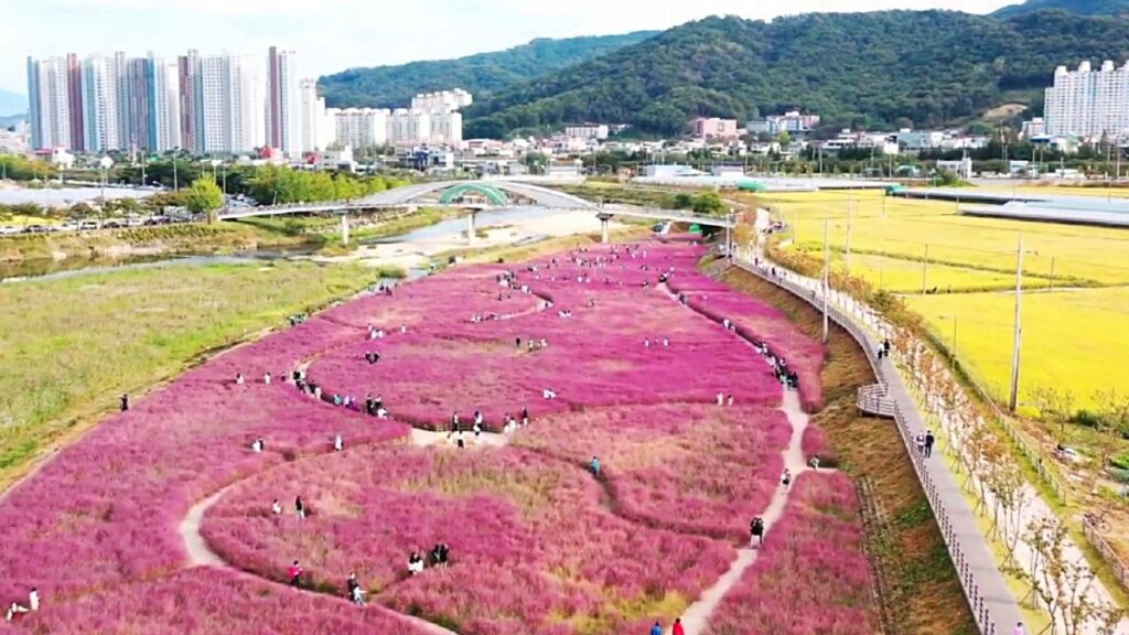 "도심 속 이런 곳이?"… 은빛 팜파스 지나 '핑크뮬리' 기다리는 강변공원 4 핑크뮬리