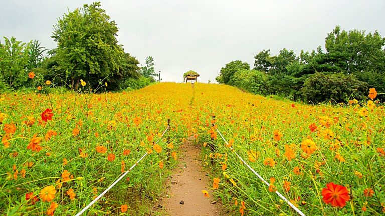 올림픽공원