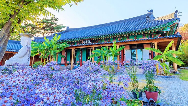 개미취 축제