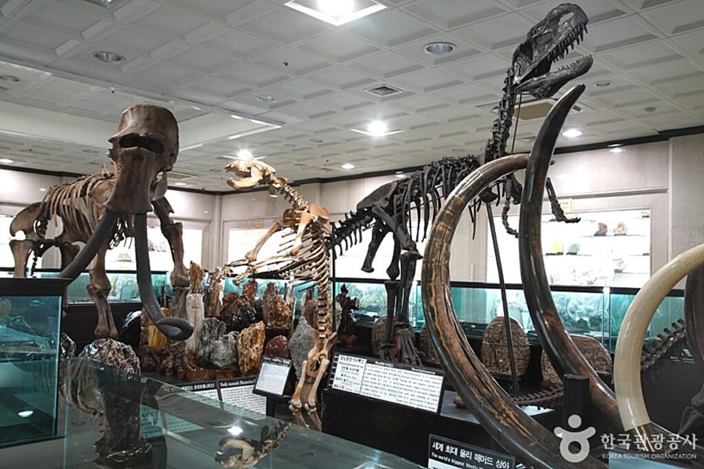 “여기가 국내 최대 규모”... 삼척 '강원종합박물관' 문화 여행의 성지 되다 3 삼척