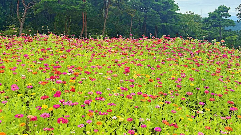 "주말마다 발 디딜 틈 없다"… '백일홍·핑크뮬리 정원' 가을에 딱 맞는 9월 가족 여행지 1 정원