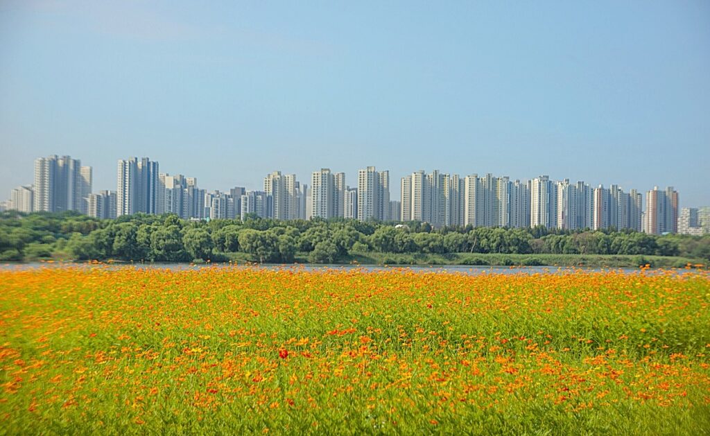 "멀리 갈 필요 있나요?"… '서울 근교 한강공원' 지금 황화 코스모스 절정 맞았다 2 서울 근교
