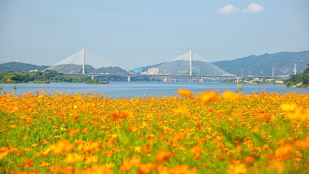 "멀리 갈 필요 있나요?"… '서울 근교 한강공원' 지금 황화 코스모스 절정 맞았다 1 서울 근교