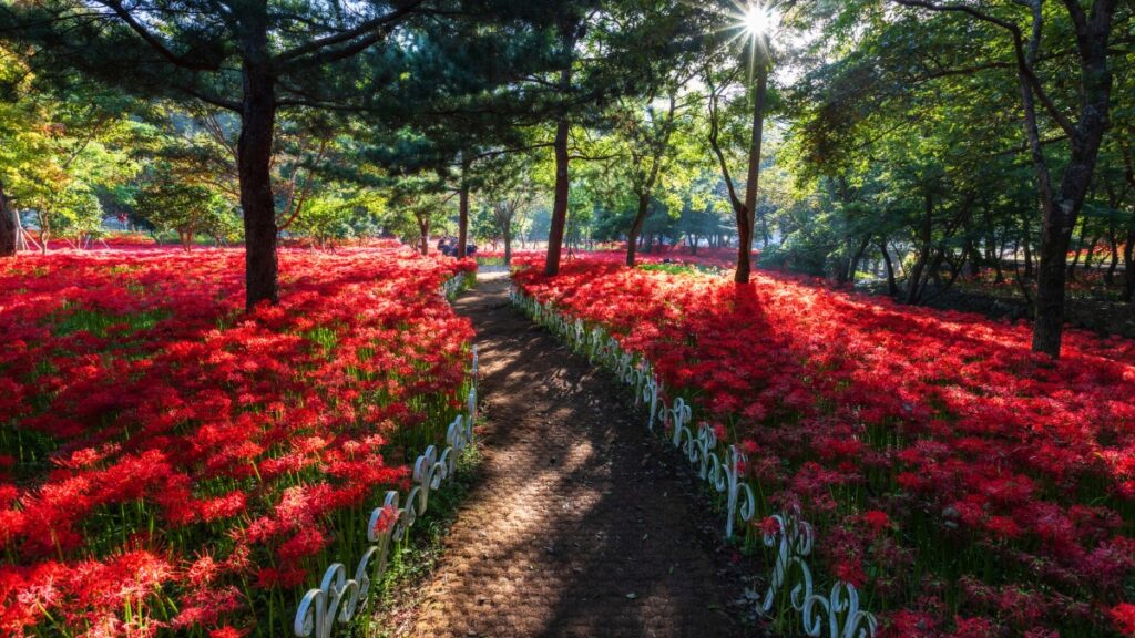 9월의 붉은 카펫... 꽃무릇 군락지에서 즐기는 2025 영광 불갑산 상사화 축제 1 축제