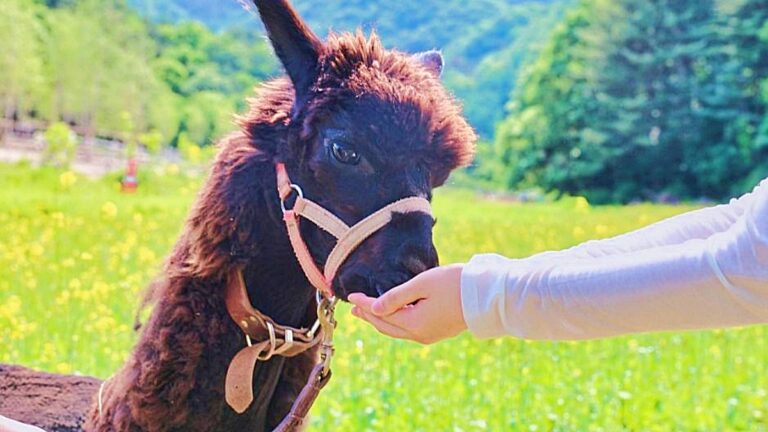 가평