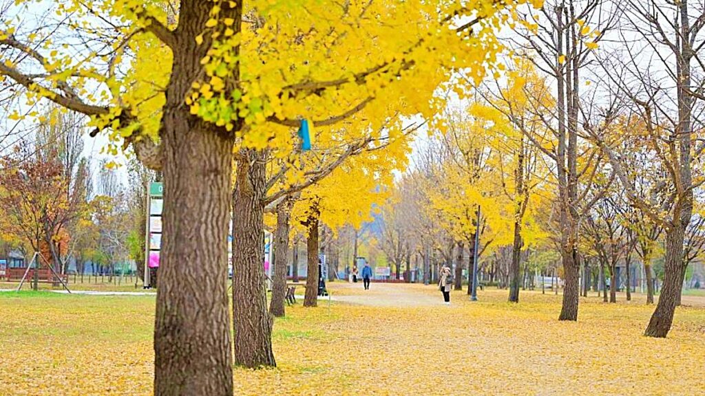 “서울 근교의 비밀섬”… 여주 ‘강천섬’에서 만난 황금빛 가을의 끝판왕 1 여주