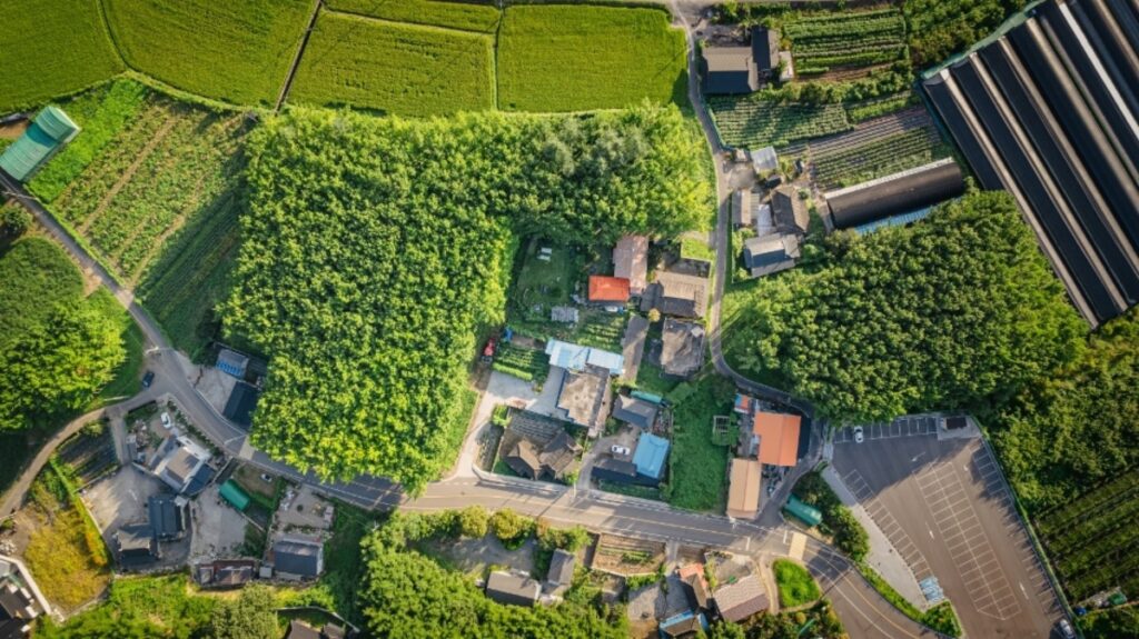 “무료로 즐기는 황금빛 가을”… 경주 ‘도리마을 은행나무숲’ 지금이 절정이다 2 경주