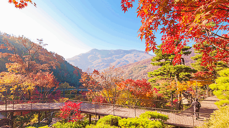 단풍