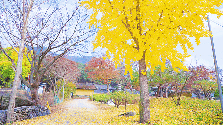 괴산