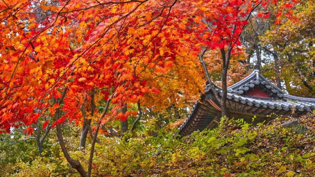 “천년 고찰 위로 단풍비가 내린다”... 가을 단풍 명소 추천, 충남 공주 마곡사 여행 1 마곡사