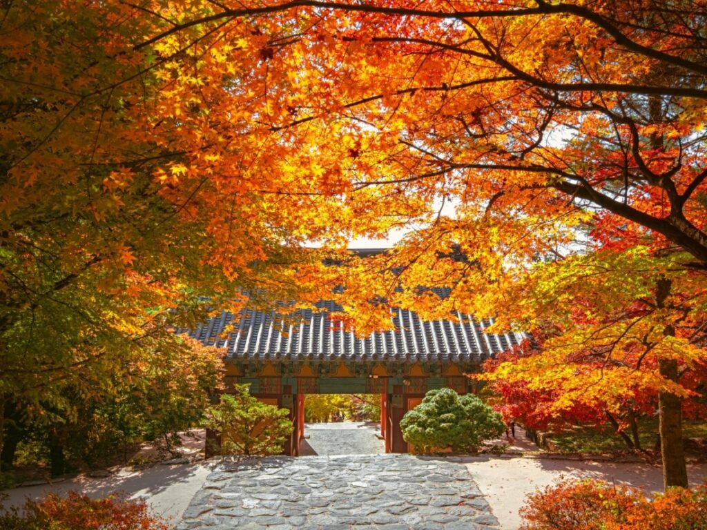 "역사와 단풍이 한 장면에 담기는 곳"... 가을 명소 영주 부석사 산책 여행 2 단풍