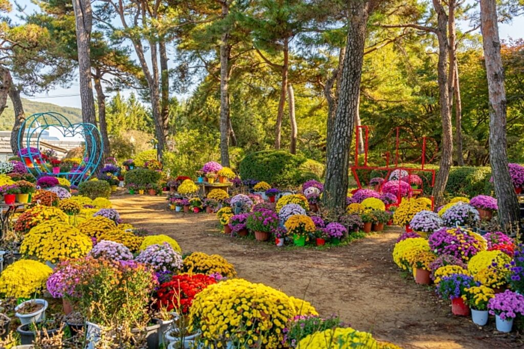 “올해 마지막 국화축제”… 파주 ‘벽초지수목원’에서 늦가을의 향기를 걷다 2 파주