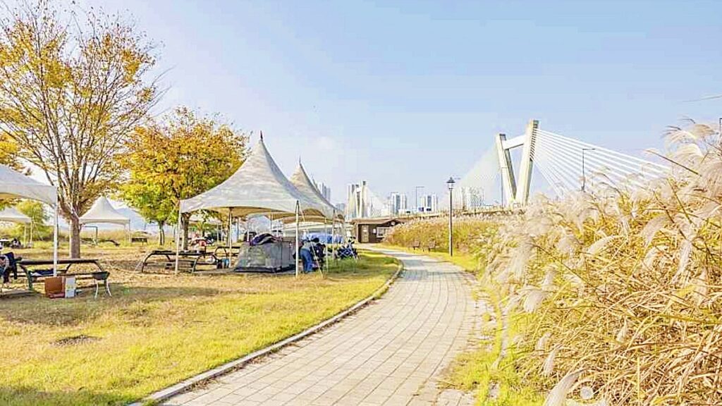 “은빛 억새가 물결친다”... 세종 ‘숲뜰근린공원’, 가을 여행지로 뜨는 이유 1 세종