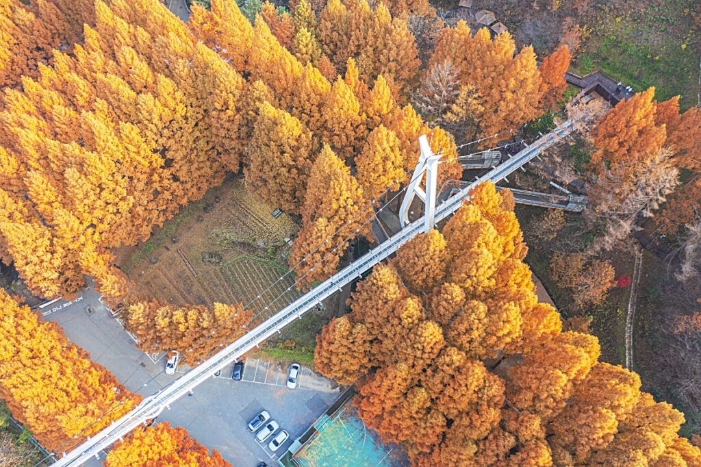 "이런 풍경 지금만 볼 수 있다"… '대전 장태산자연휴양림' 늦가을이 머무는 무료 단풍길 6 장태산