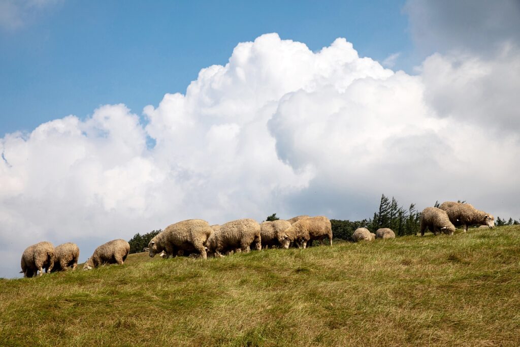 대관령 양떼목장