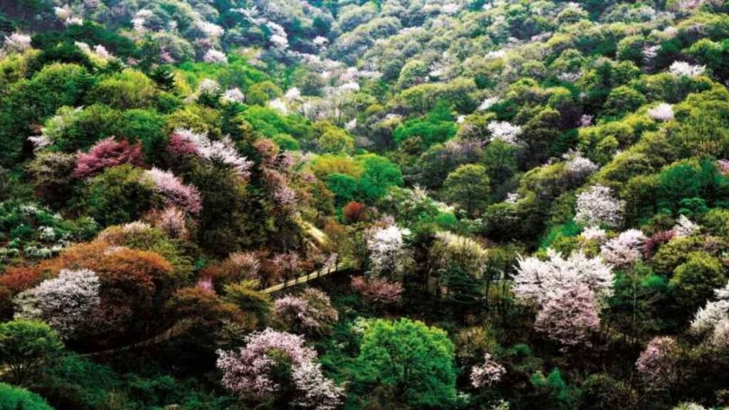 금산